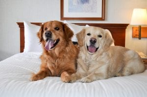 Two retrievers on a bed.