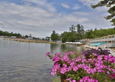 Periwinkle bush on Lake Winnipesaukee shore.