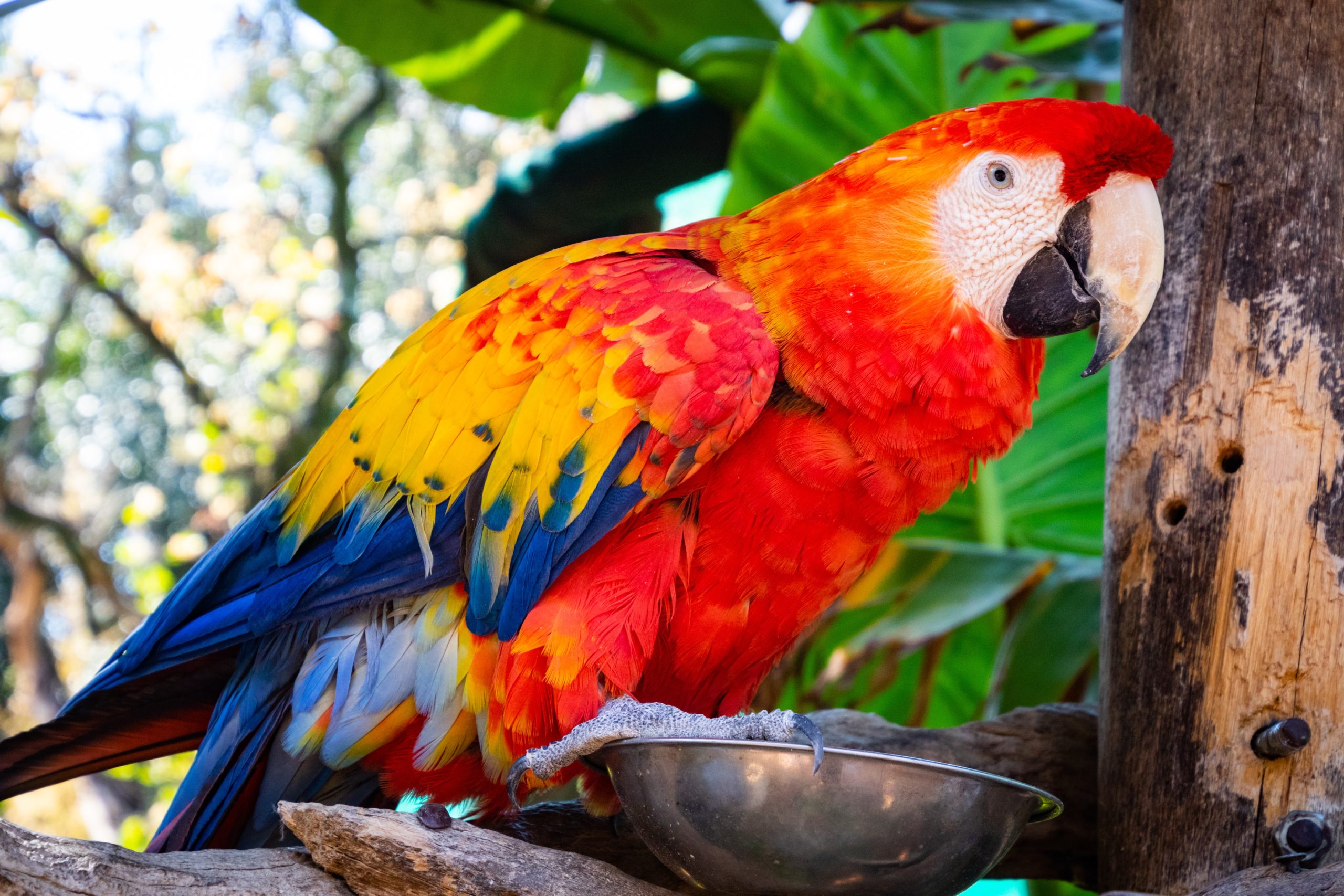 Red and blue parrot.