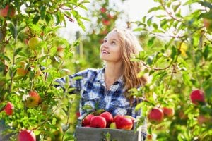 A woman enjoys apple picking at one of the Lakes Region's many orchards.